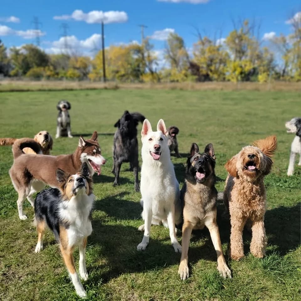 The whole pack posing on autumn grass