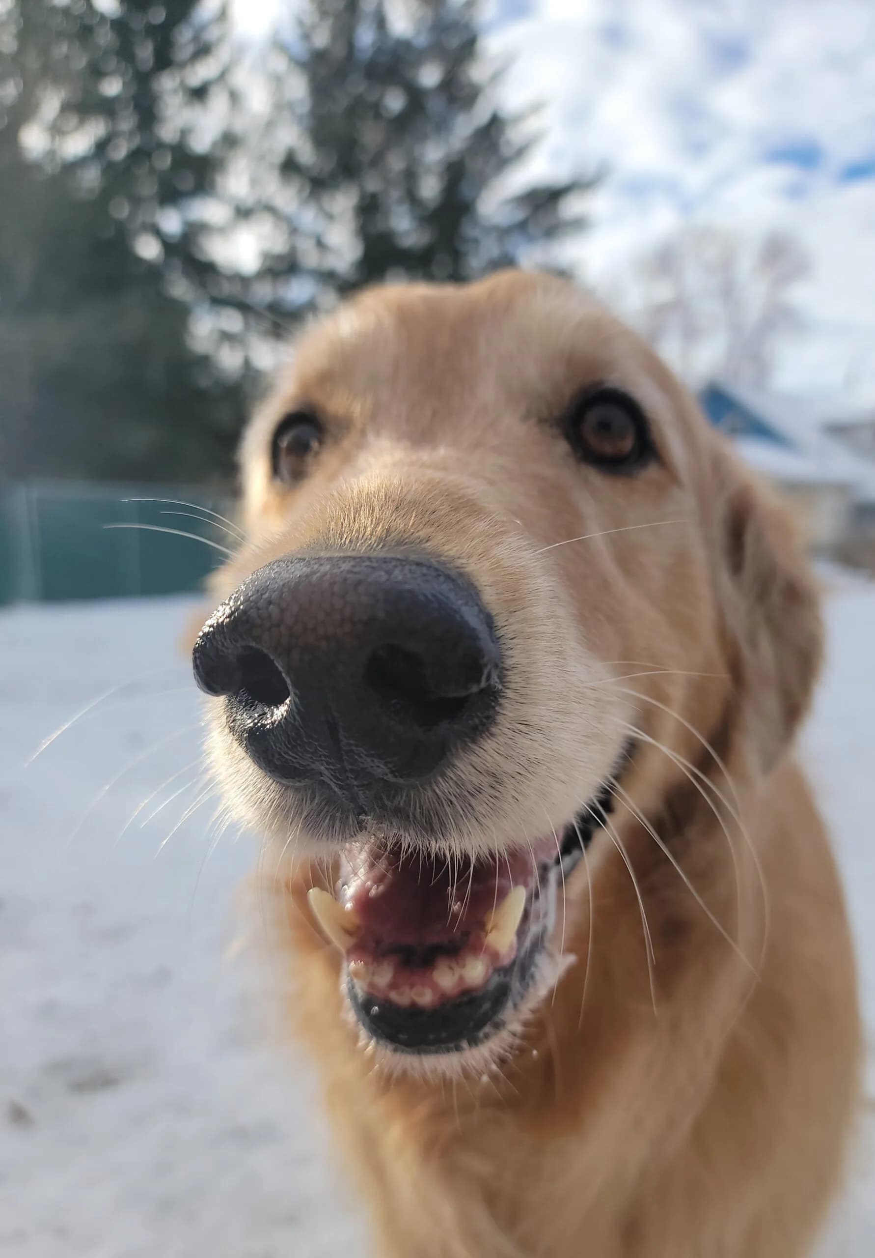A golden retriever grinning up close