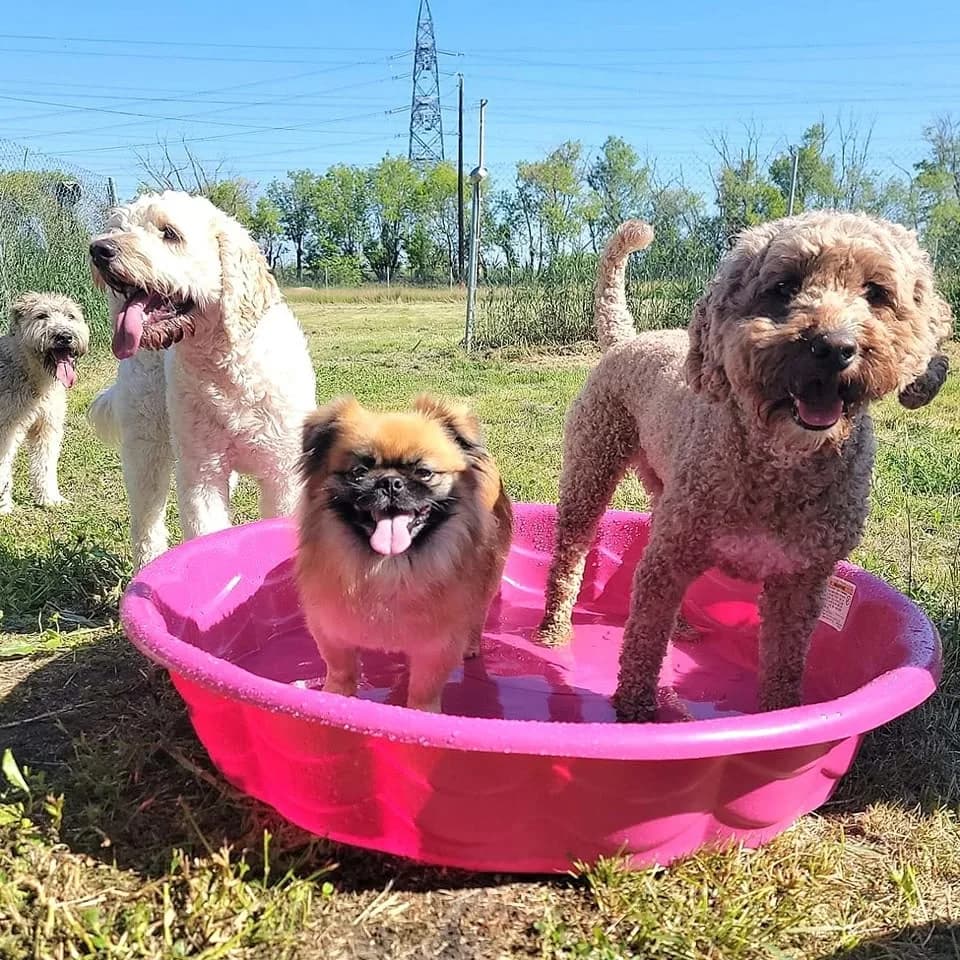 Summer pool day in the yard